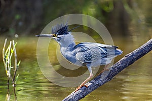 Green-backed heron in Kruger National park, South Africa