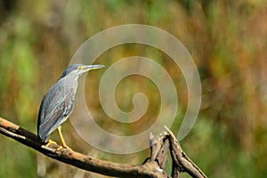 Green-backed heron, Lake Naivasha, Kenya