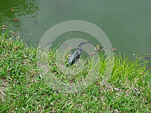 Green-backed heron or little heron on a lake