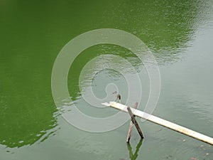 Green-backed heron or little heron on a lake photo