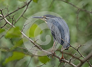 Green backed Heron perched on tree branch