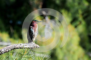 Green-backed heron perched on tree branch