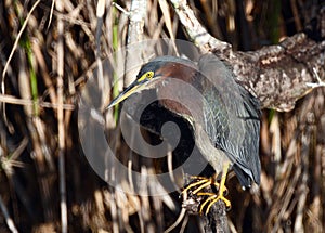 Green backed Heron