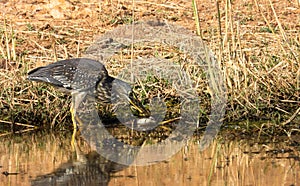 Green-backed heron with prey