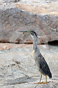 Green-backed Heron or striated heron (Butorides st