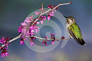 Green Backed Hummingbird