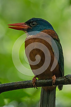 Green-backed kingfisher Actenoides monachus, Tangkoko National Park in North Sulawesi, Indonesia