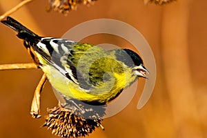 Green Backed Lesser Goldfinch