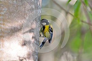 Green-backed Tit bird.