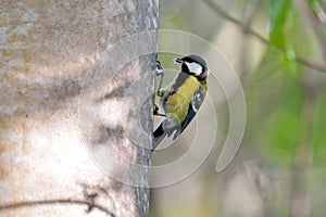 Green-backed Tit bird.