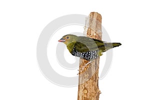 Green-backed twinspot (Mandingoa nitidula) isolated