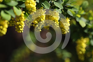 Green backgound with bright yellow barberry flowers