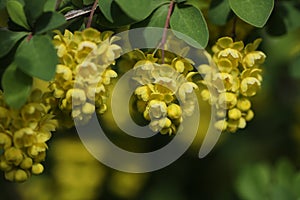 Green backgound with bright yellow barberry flowers