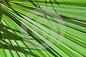 Green background. Abstract Texture of palm leaf