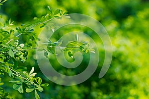 Green background of acacia plant leaves, tender greens, light green fresh foliage in spring or summer