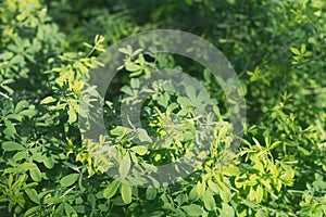 Green background of acacia plant leaves, tender greens, light green fresh foliage in spring or summer