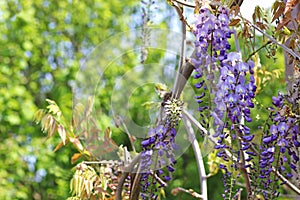 Green background with blue blooming wisteria