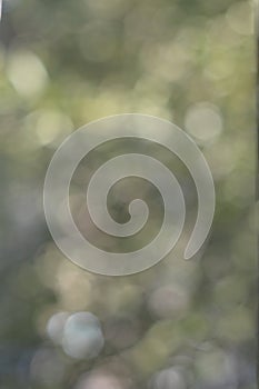 Green background with blurred foliage and bright summer sunlight