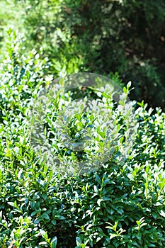 Green background from boxwood shrub and Thuja tree