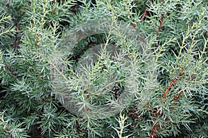 Green background with branches and leaves of Junipers