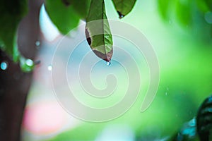 Green background. Close up of water drops on green leave. selective focus water drops on green leave after the rain