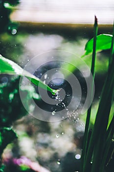 Green background. Close up of water drops on green leave. selective focus water drops on green leave after the rain