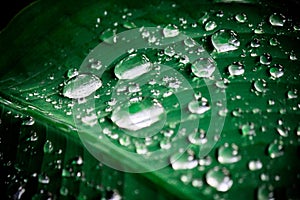 Green background. Close up of water drops on green leave. selective focus water drops on green leave after the rain