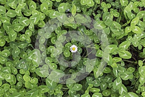 Green background of clovers with a lonely daisy photo