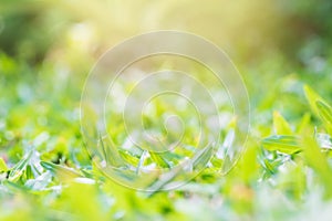 green background complemented by grass and bright morning sunlight