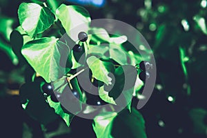 Green background concept. jungle leaf