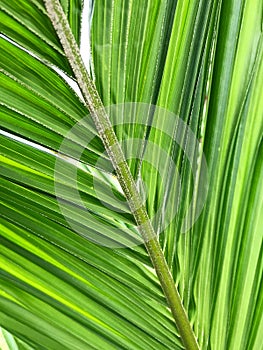 Green background concept.palm leaves