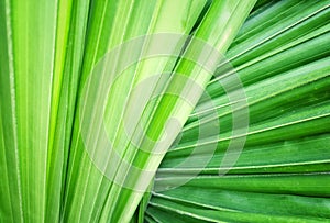 Green background concept.Tropical leaves