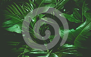 Green background concept.Tropical palm leaves, jungle leaf