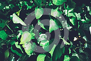 Green background concept. jungle leaf