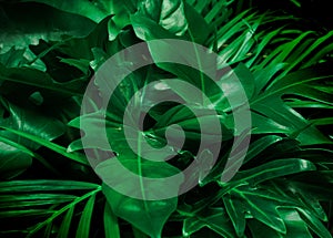 Green background concept.Tropical palm leaves, jungle leaf close up