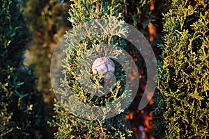 Green background. Cypress branch with cones. Evergreen trees.