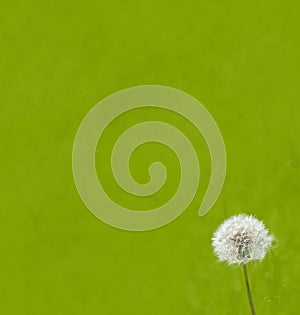 Green background with dandelion