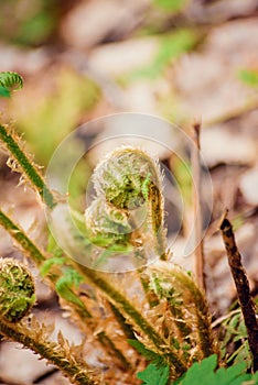 Green background of fern. Fern fiddlehead unfurling with selective focus. Sprout and bud fern close-up, macro.