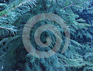 Green background with fir tree texture for design.