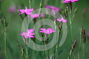 Green background with flowers of a carnation.