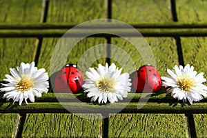 Green background with flowers and ladybirds