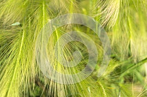 Green background with fluffy feather