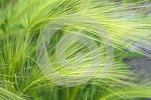Green background with fluffy feather