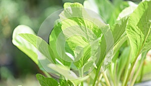 Green background,fresh green Chinese Cabbage-PAI TSAI or Brassica chinensis Jusl var parachinensis Bailey in morning sunlight photo
