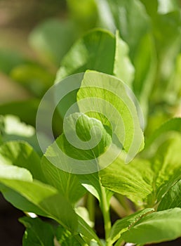 Green background,fresh green Chinese Cabbage-PAI TSAI or Brassica chinensis Jusl var parachinensis Bailey in morning sunlight photo