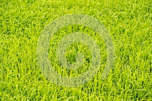 Green background of grass leaf in field on full flame photo pattern photo