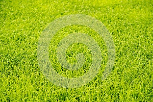 Green background of grass leaf in field on full flame photo pattern, photo