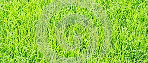 Green background of grass leaf in field on full flame photo pattern photo