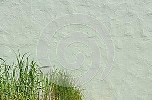 Green Background with Grasses