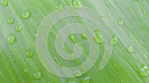 Green background,The green surface of the banana leaf